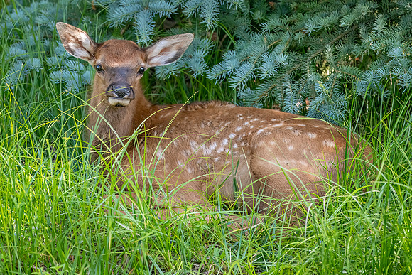 Elk_EP_2025_7