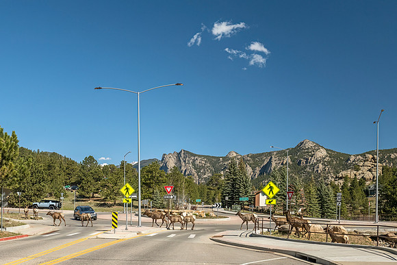 Elk_EP_2025_9