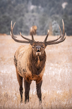 Elk_EP_2023_2