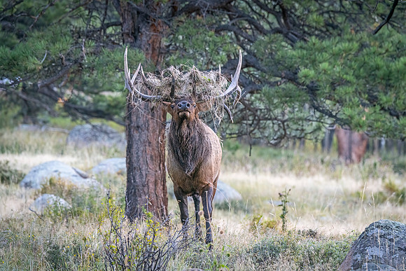Elk_RMNP_2023_4