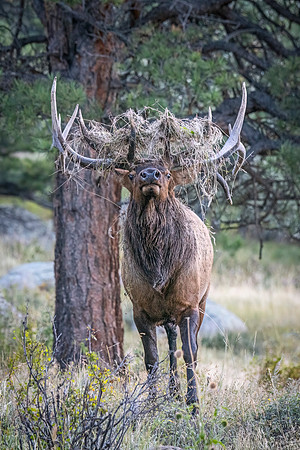 Elk_RMNP_2023_4