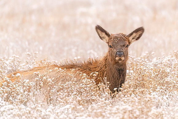 Elk_EP_2023_3