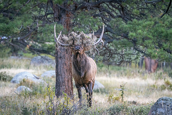 Elk_RMNP_2023_5