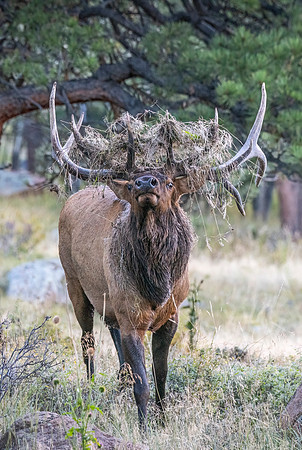 Elk_RMNP_2023_6