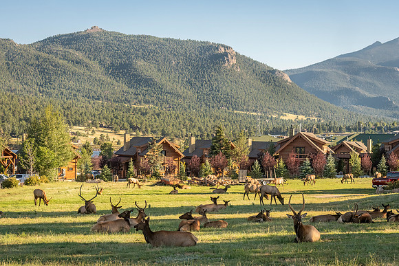 Elk_EP_2023_1