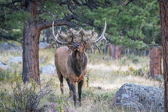 Elk_RMNP_2023_6