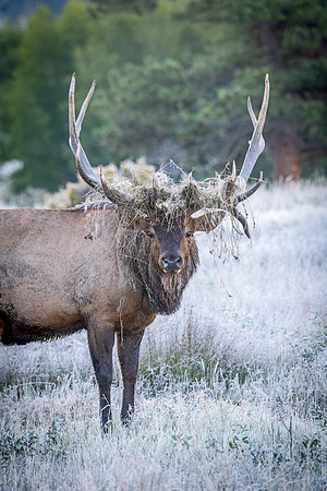 Elk_RMNP_2023_7