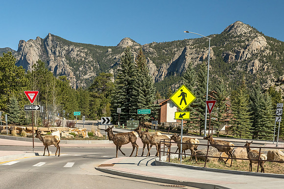 Elk_EP_2025_11