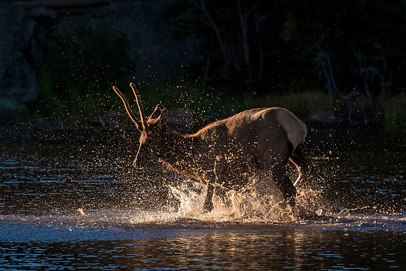 Elk_RMNP_2023_8