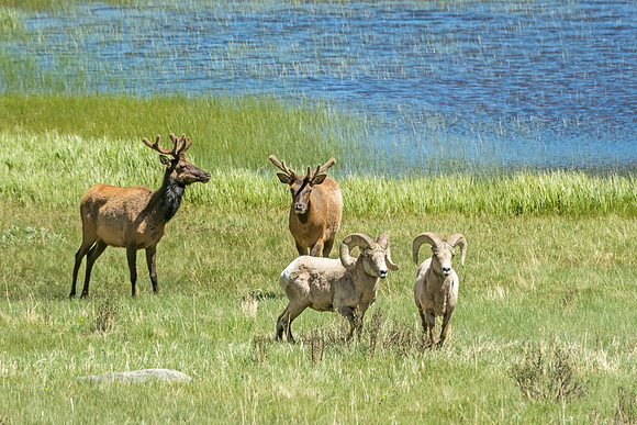 Elk_and_bighorn_RMNP_2024_2