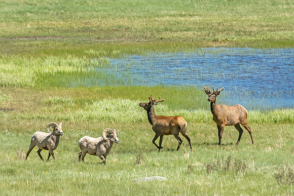 Elk_and_bighorn_RMNP_2024_1