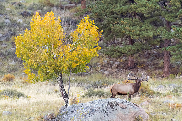 Elk_RMNP_2023_20