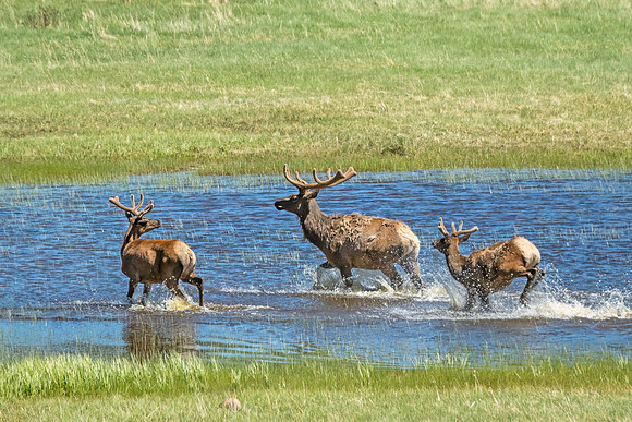 Elk_and_bighorn_RMNP_2024_4