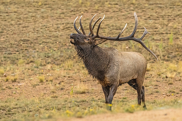 Elk_EP_2024_2
