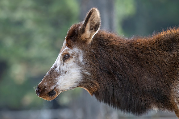 Elk_EP_2024_1