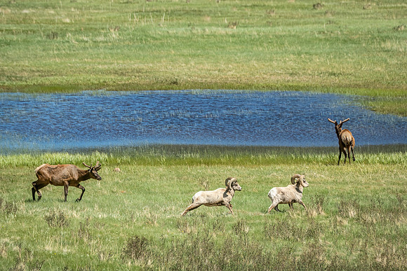 Elk_and_bighorn_RMNP_2024_3