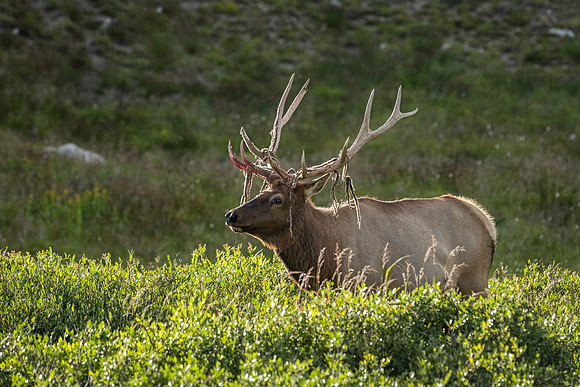 Elk_RMNP_2024_5