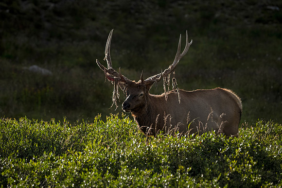 Elk_RMNP_2024_4