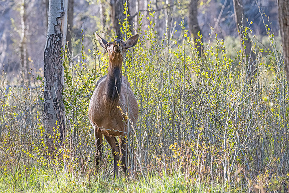 Elk_RMNP_2024_1