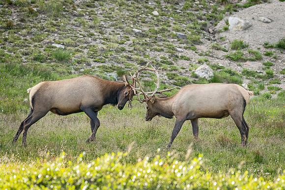 Elk_RMNP_2024_3