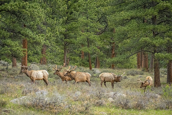 Elk_RMNP_2024_1
