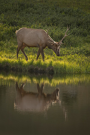 Elk_RMNP_2024_7