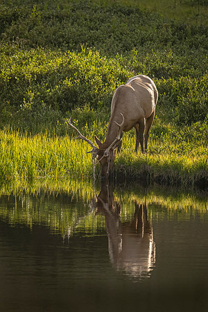Elk_RMNP_2024_6