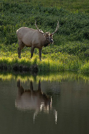 Elk_RMNP_2024_8