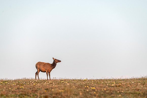 Elk_RMNP_2024_12