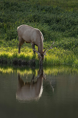 Elk_RMNP_2024_9