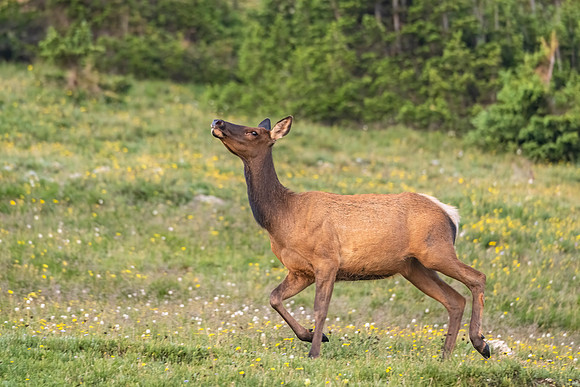 Elk_RMNP_2024_10