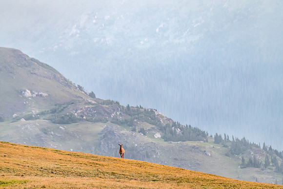 Elk_RMNP_2024_13