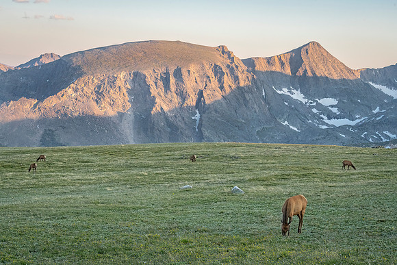 Elk_RMNP_2024_14