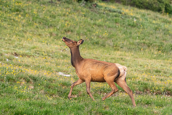 Elk_RMNP_2024_11