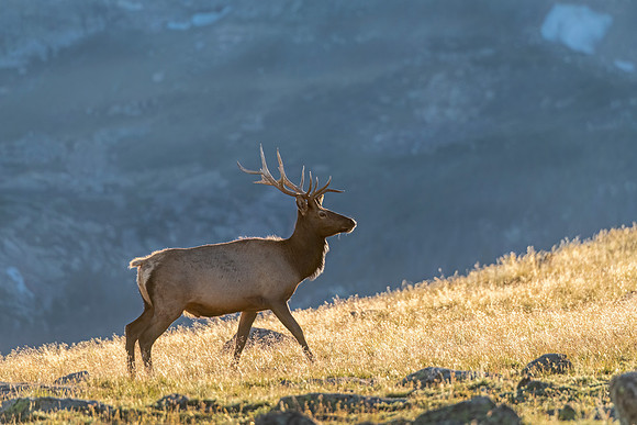 Elk_RMNP_2023_17