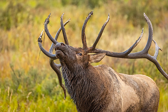 Elk_RMNP_2024_16