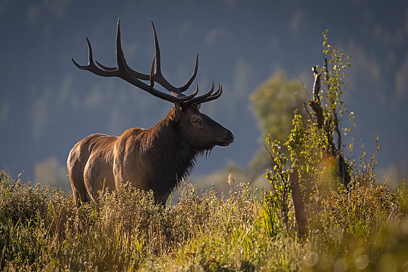 Elk_RMNP_2024_17