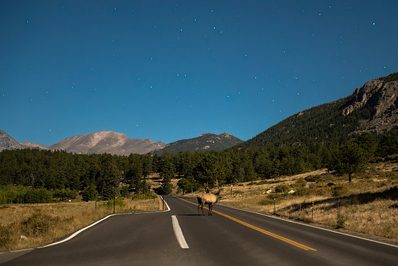 Elk_RMNP_2024_19