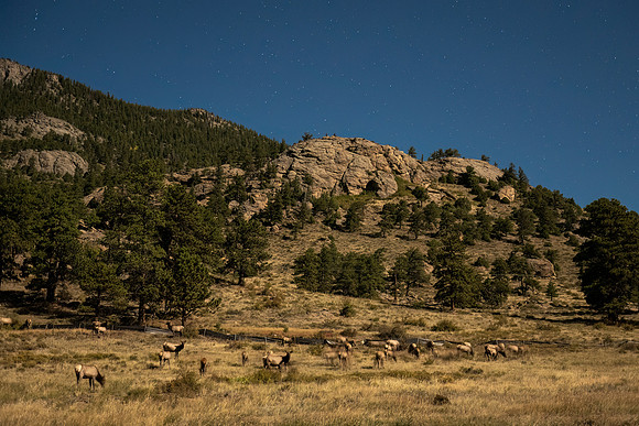 Elk_RMNP_2024_18