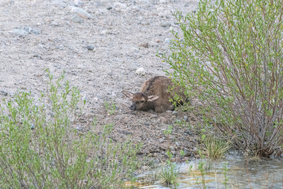 Elk_RMNP_2024_24