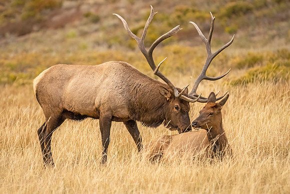 Elk_RMNP_2024_22
