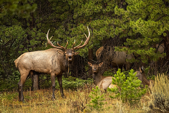 Elk_RMNP_2024_26