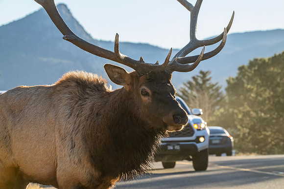 Elk_EP_2025_13