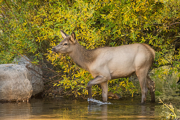 Elk_RMNP_2024_21