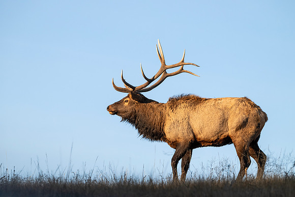 Elk_EP_2025_14
