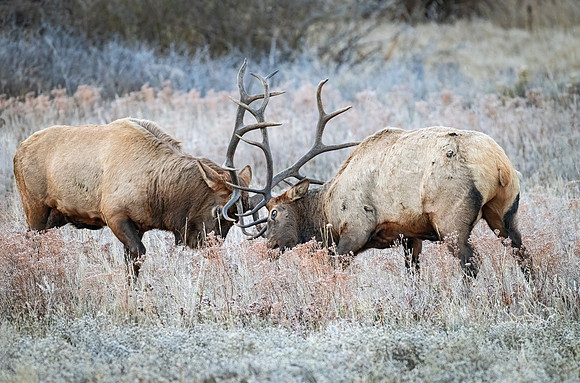 Elk_EP_2025_12