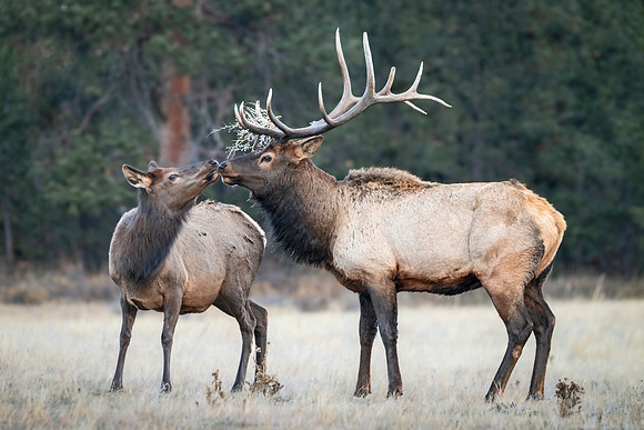 Elk_EP_2025_15
