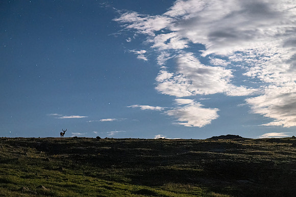 Elk_RMNP_2025_3