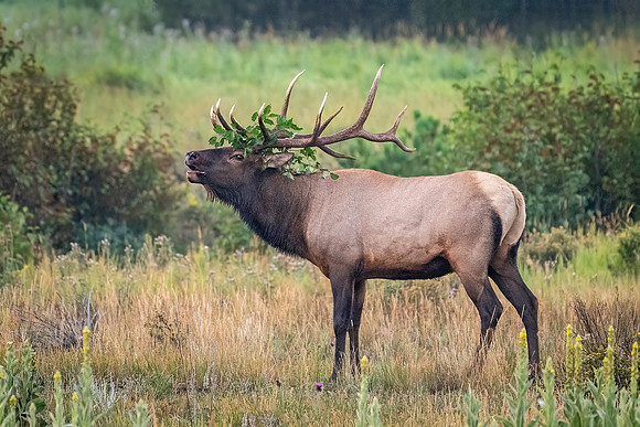 Elk_RMNP_2025_5