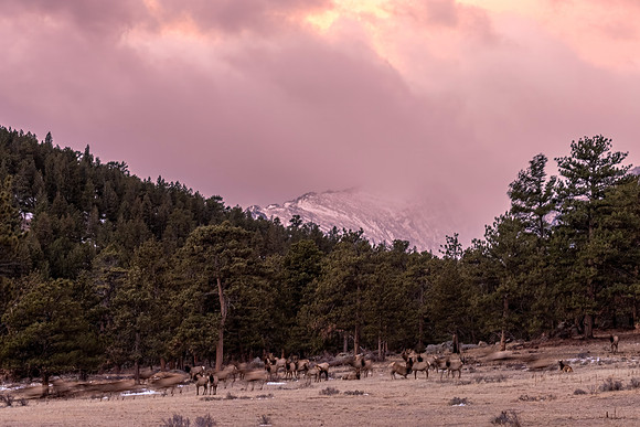 Elk_RMNP_2026_1